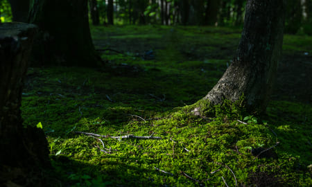 脱炭素への貢献のイメージ