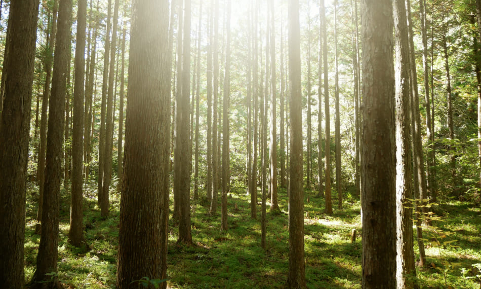 自然環境との共生のイメージ