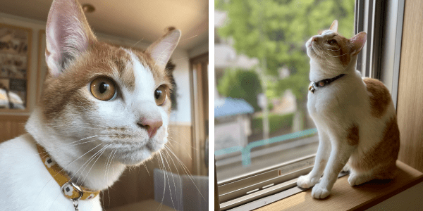 ムクヤホームのチアリーダー 小太郎の写真